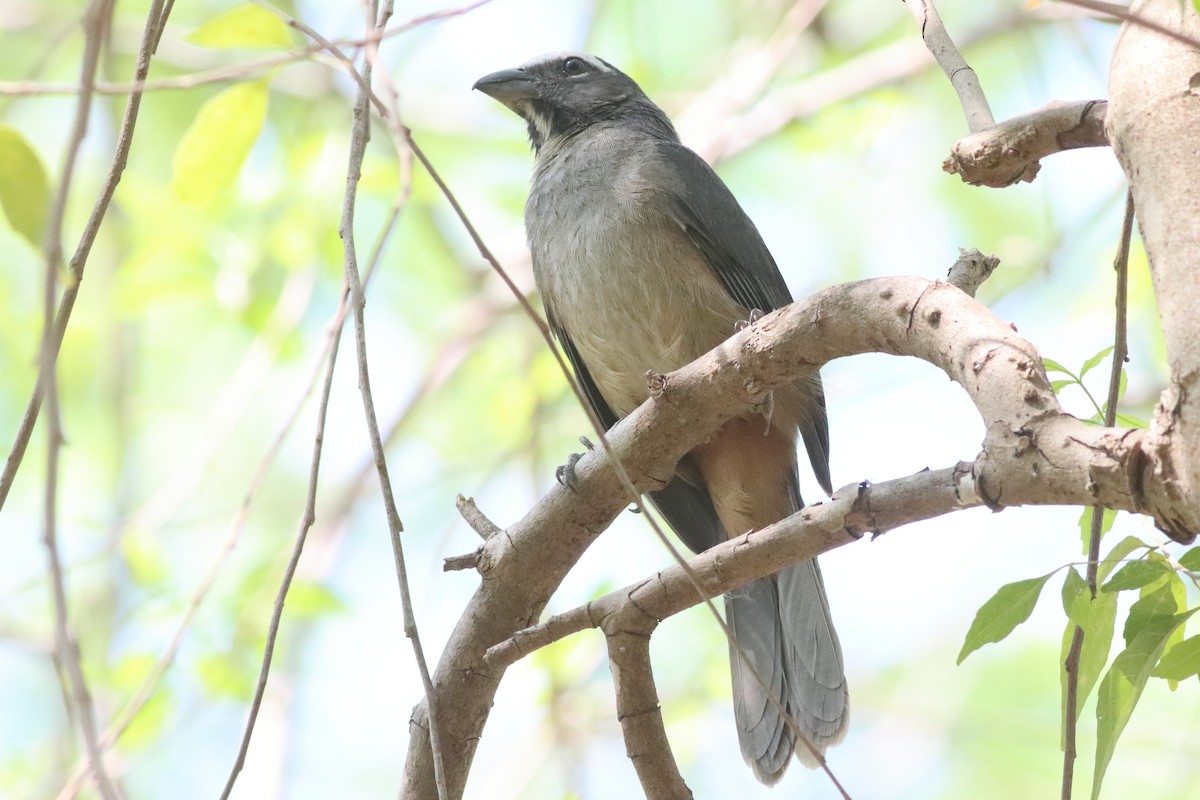 Cinnamon-bellied Saltator - ML638287101