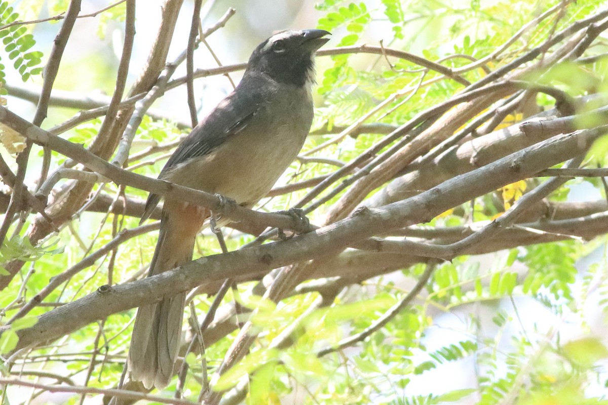 Cinnamon-bellied Saltator - ML638287103