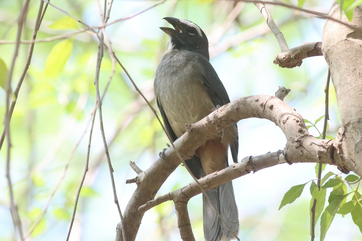 Cinnamon-bellied Saltator - ML638287104