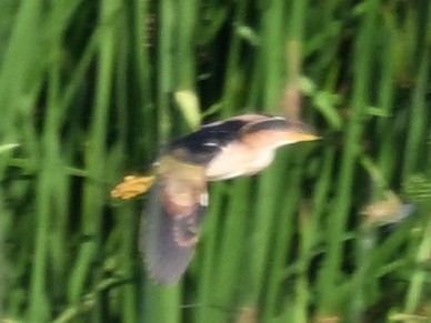 Least Bittern - ML638287105