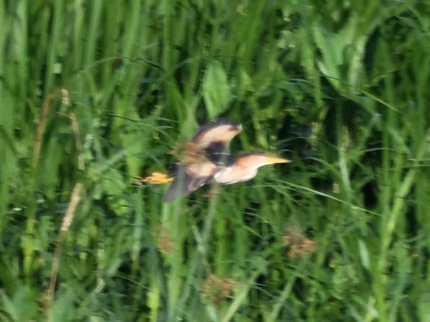 Least Bittern - ML638287106