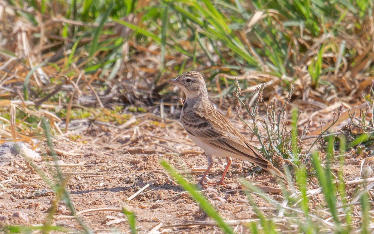 Greater Short-toed Lark - ML638287131