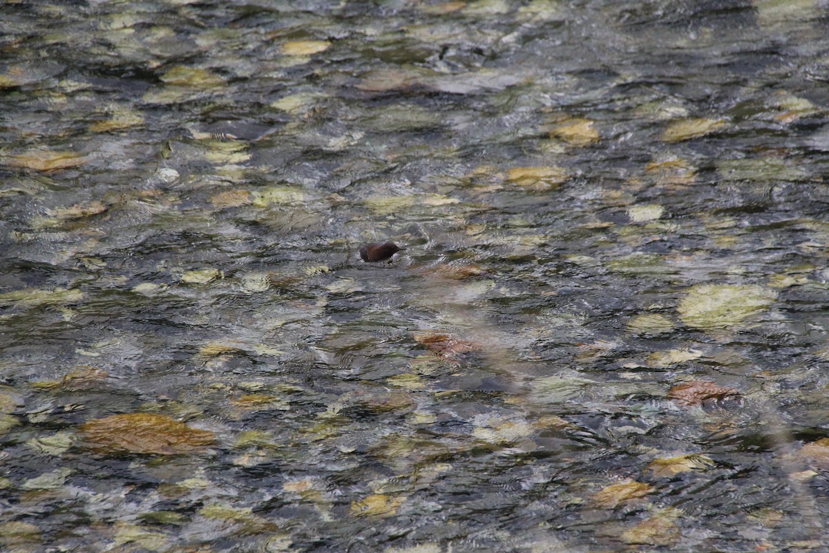 Brown Dipper - ML638287138