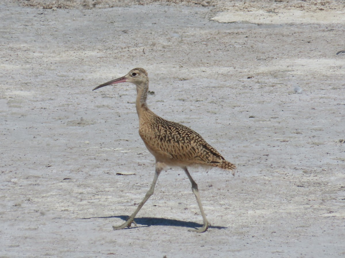 Long-billed Curlew - ML638287144