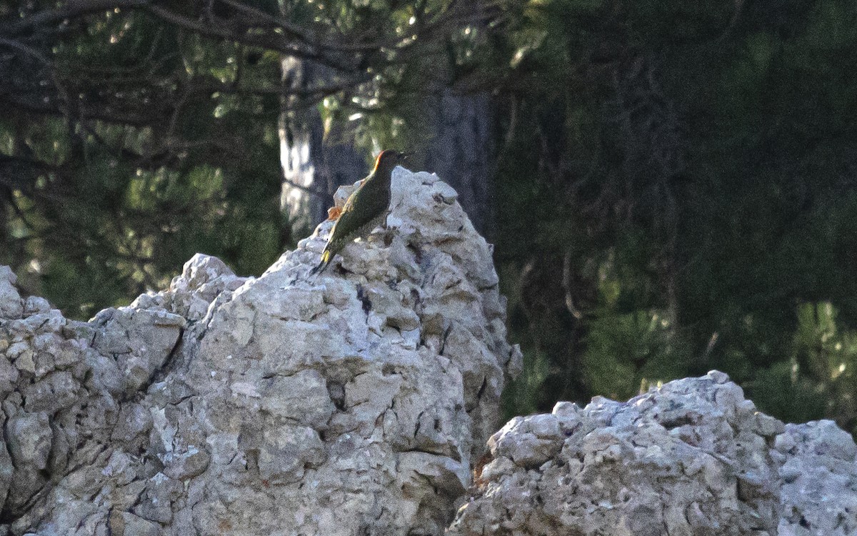 Iberian Green Woodpecker - ML638287146