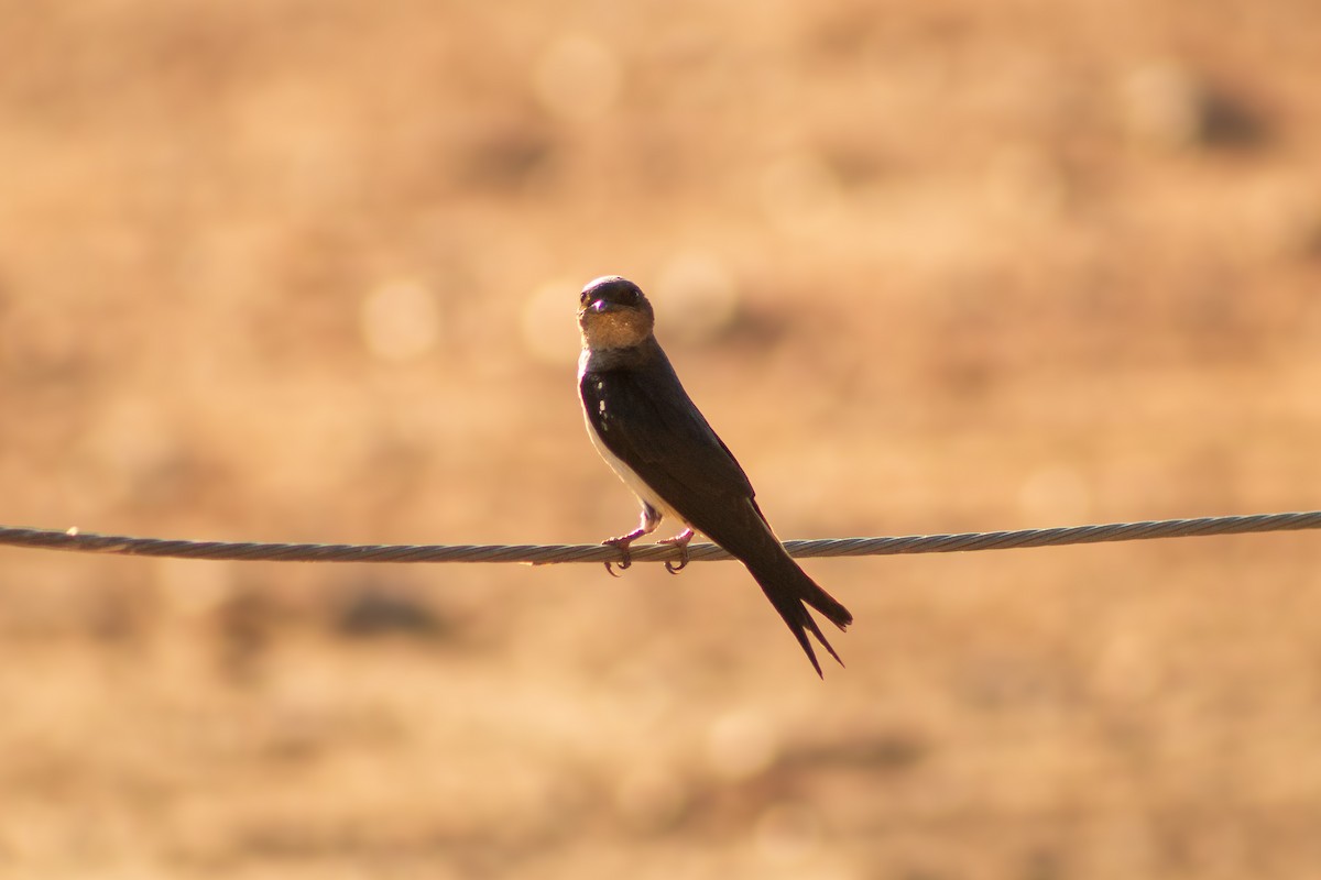 Southern Rough-winged Swallow - ML638287157