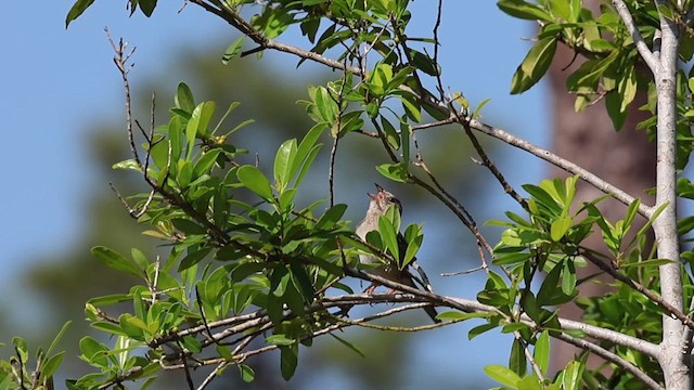 Bachman's Sparrow - ML638287162