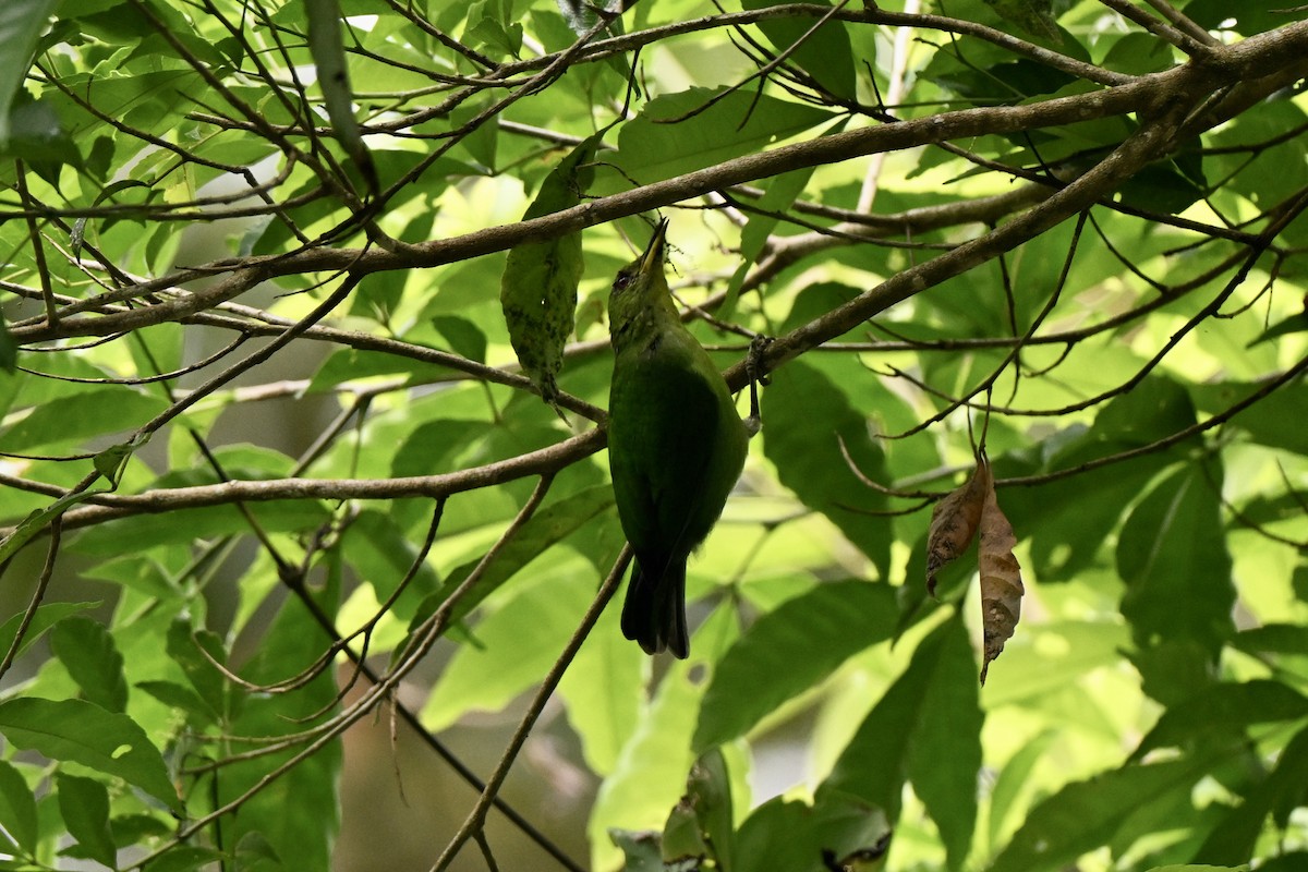 Green Honeycreeper - ML638287165