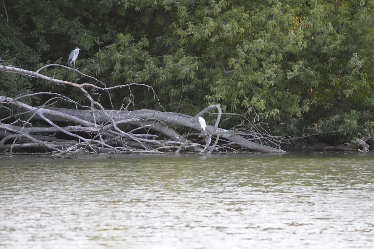 Little Egret - ML638287174