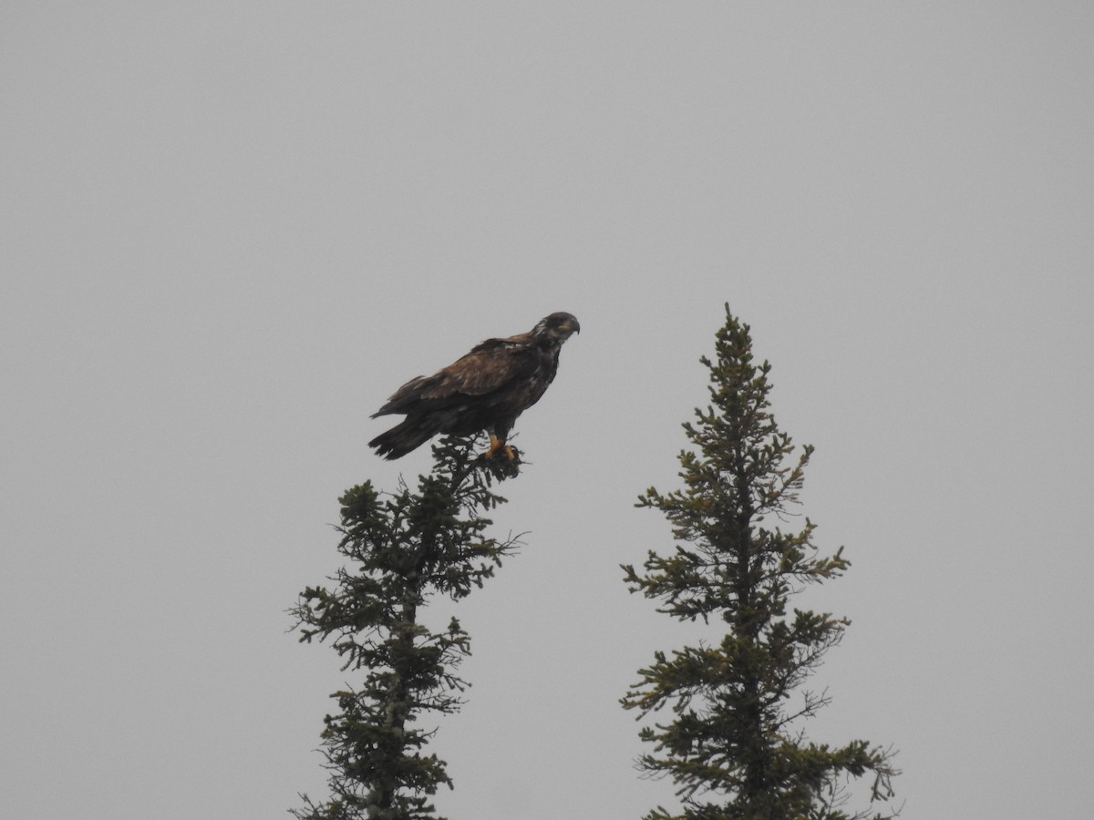 Weißkopf-Seeadler - ML638287177