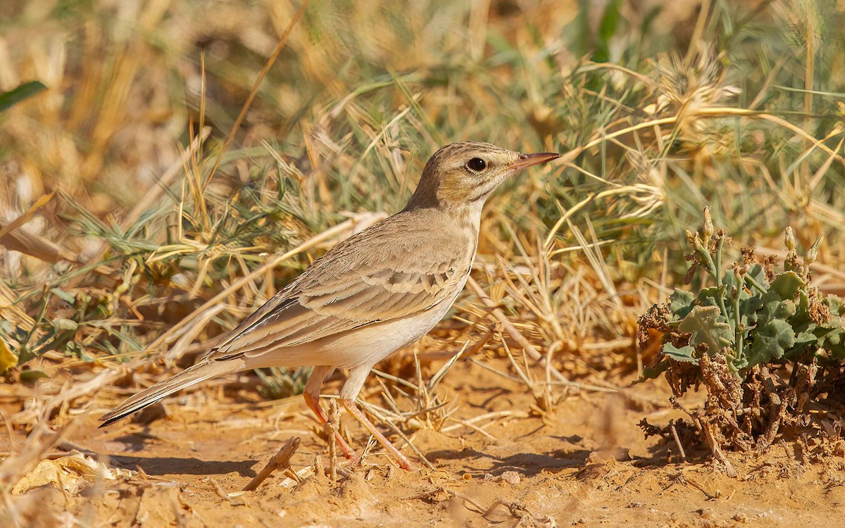 Tawny Pipit - ML638287178