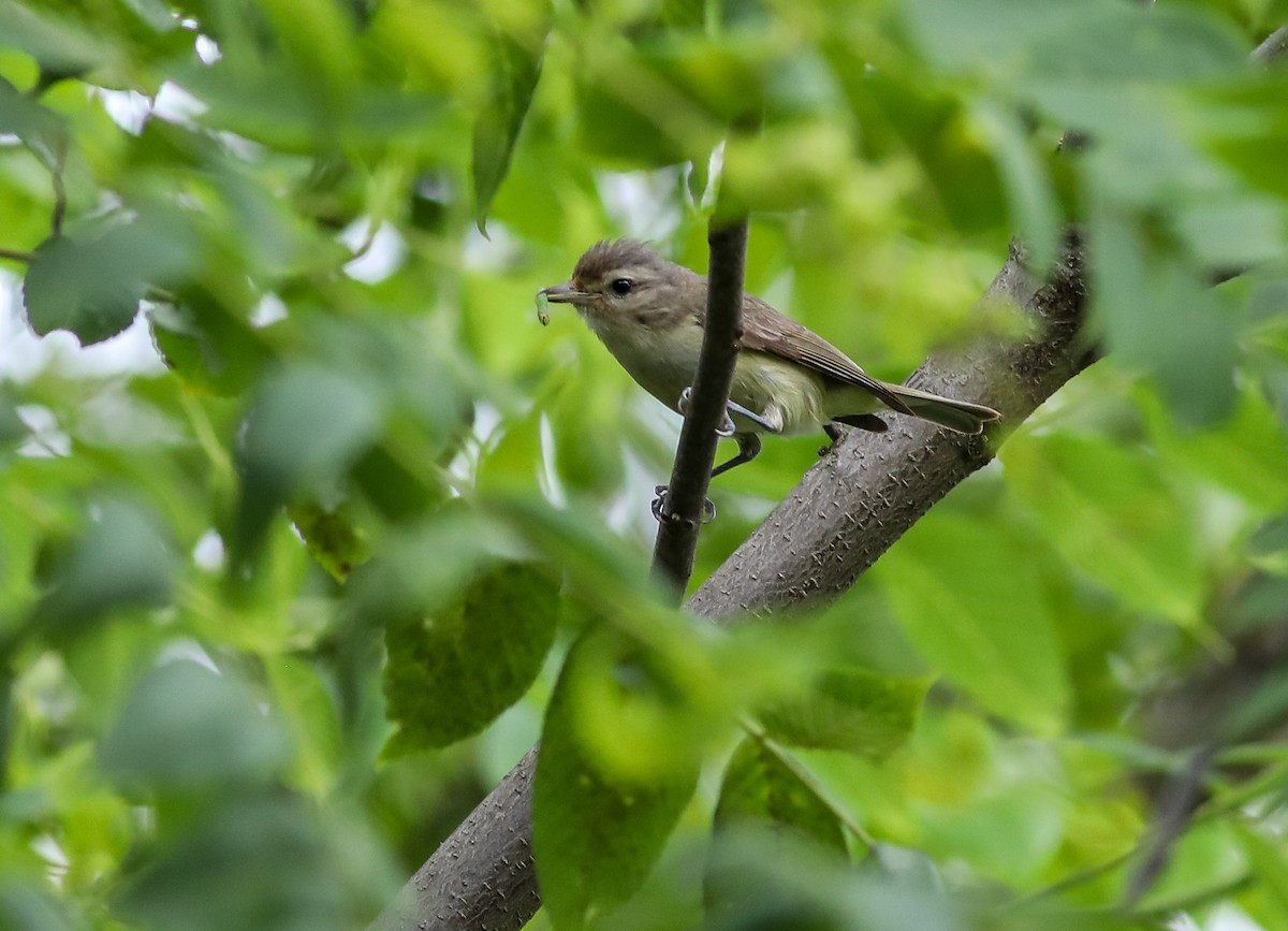 Warbling Vireo - ML638287181