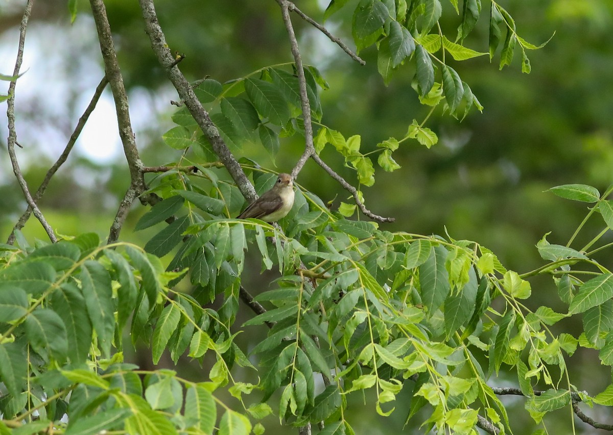 Warbling Vireo - ML638287182