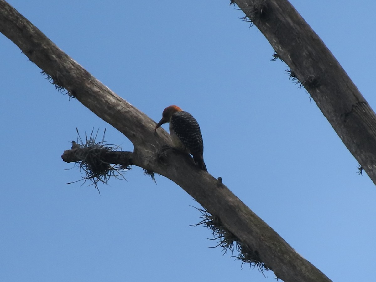 Red-crowned Woodpecker - ML638287189