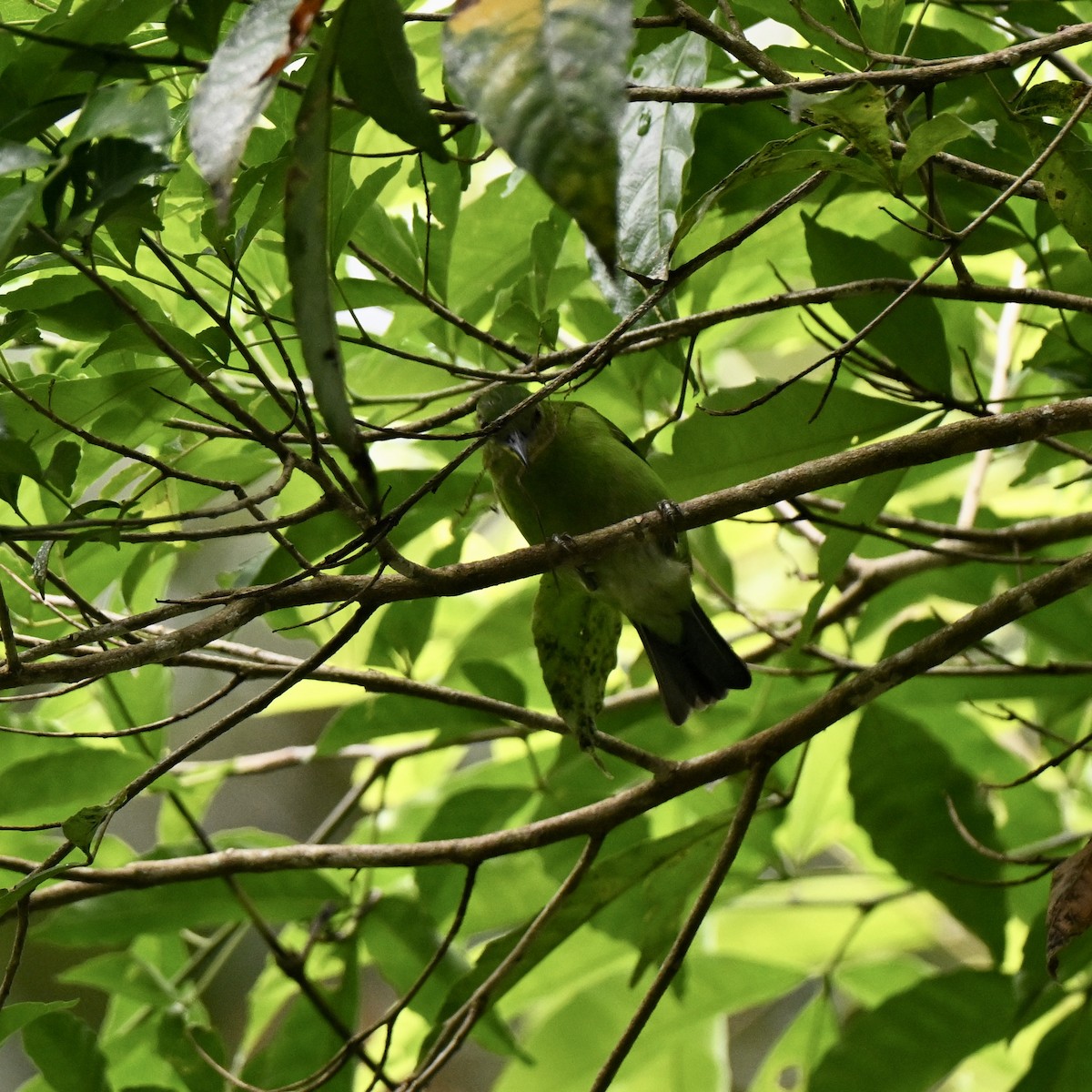 Green Honeycreeper - ML638287196