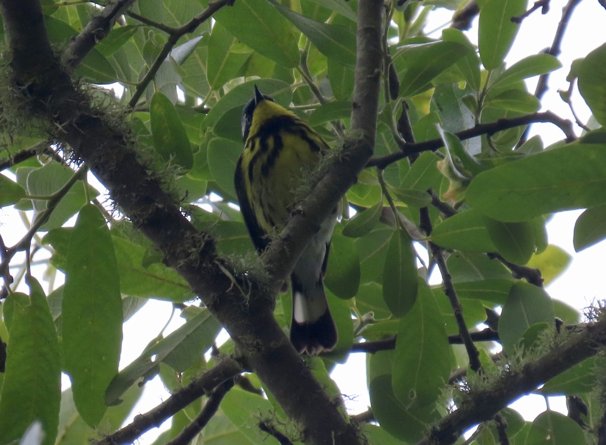 Magnolia Warbler - ML638287201
