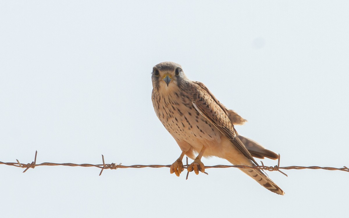 Eurasian Kestrel - ML638287212
