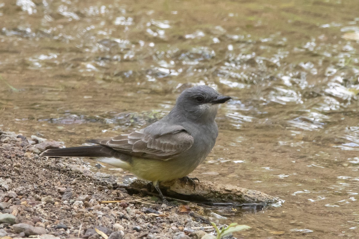 Cassinkönigstyrann - ML638287218