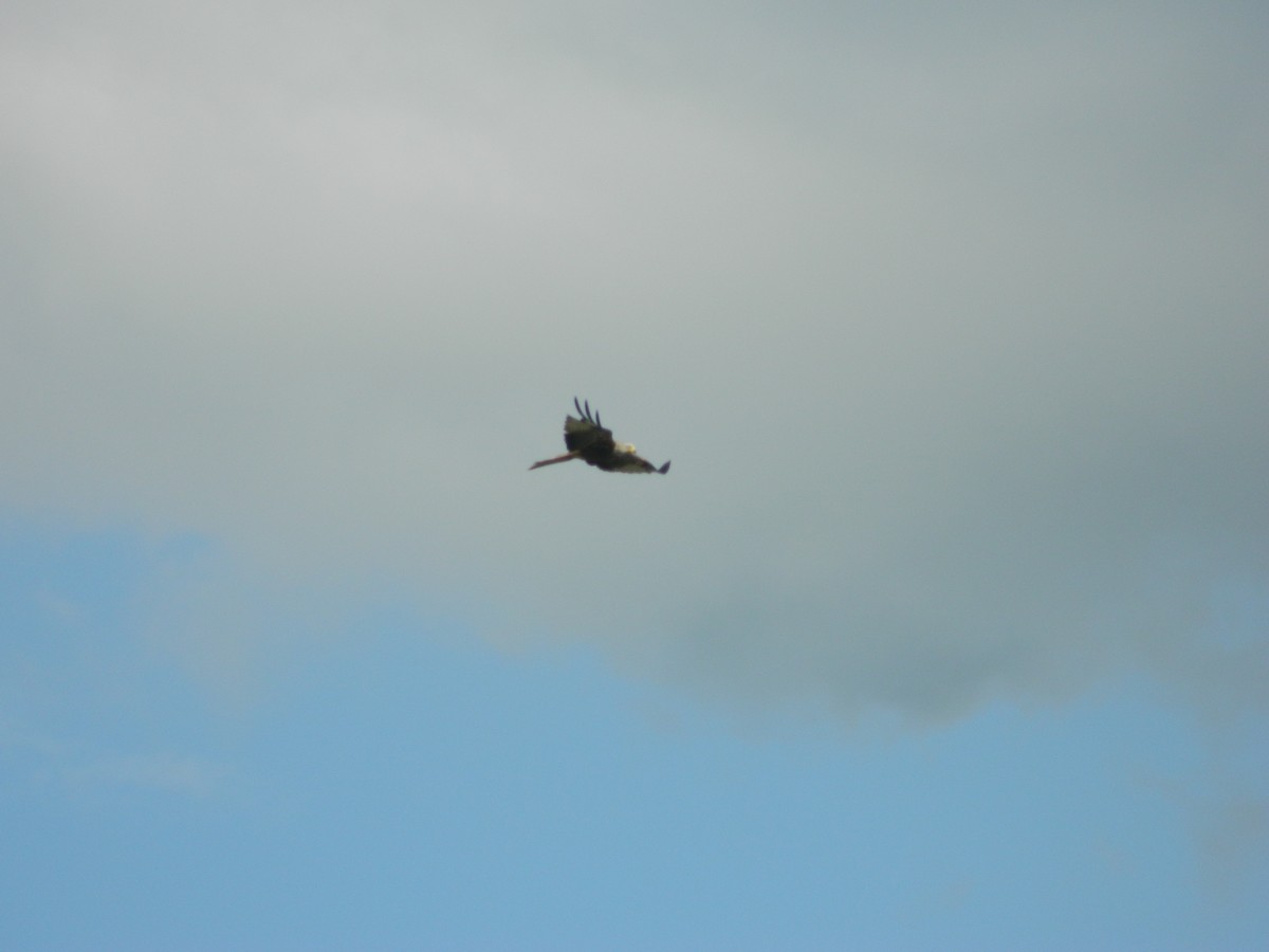 Red Kite - ML638287219