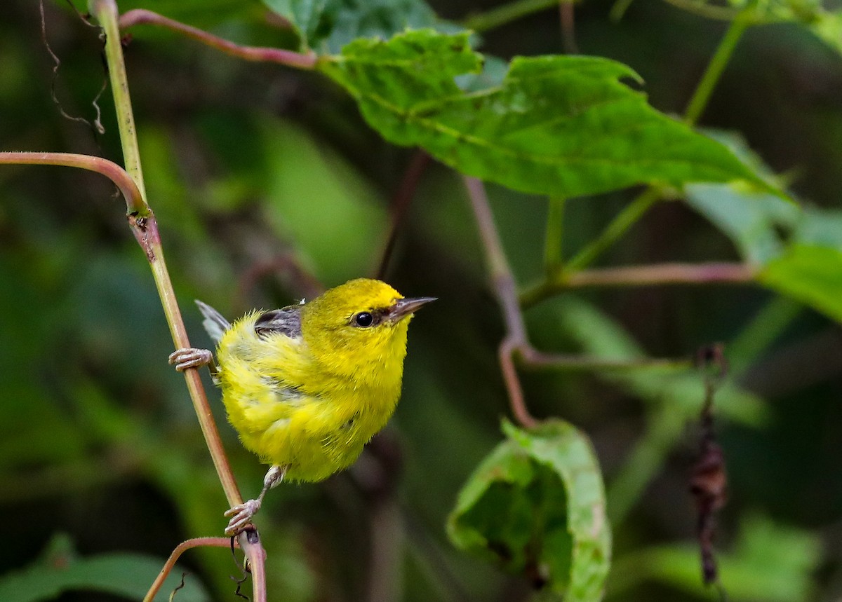 Blue-winged Warbler - ML638287234