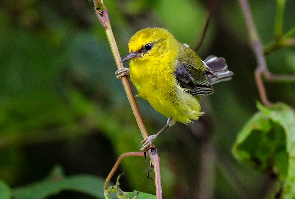 Blue-winged Warbler - ML638287235
