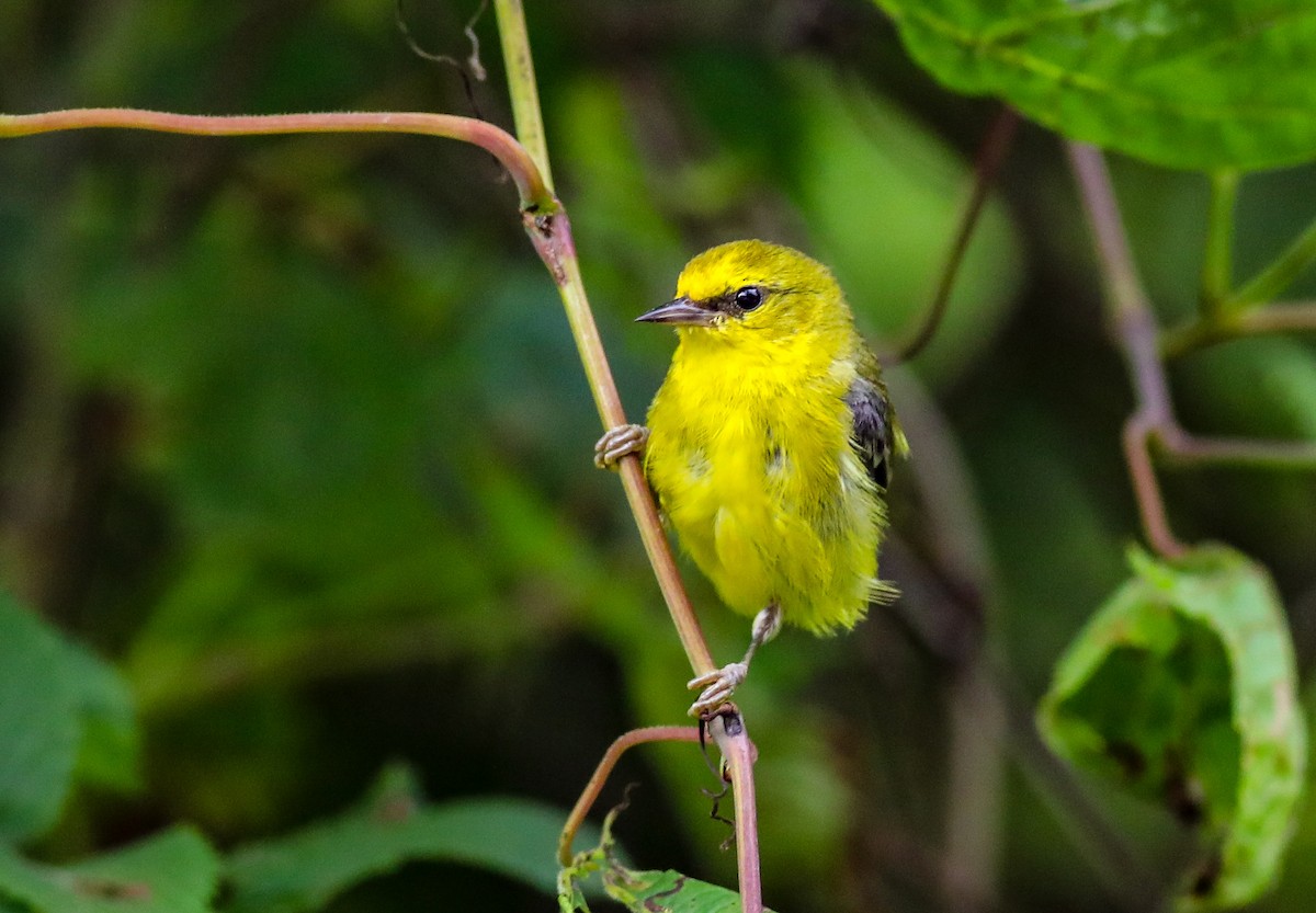 Blue-winged Warbler - ML638287237