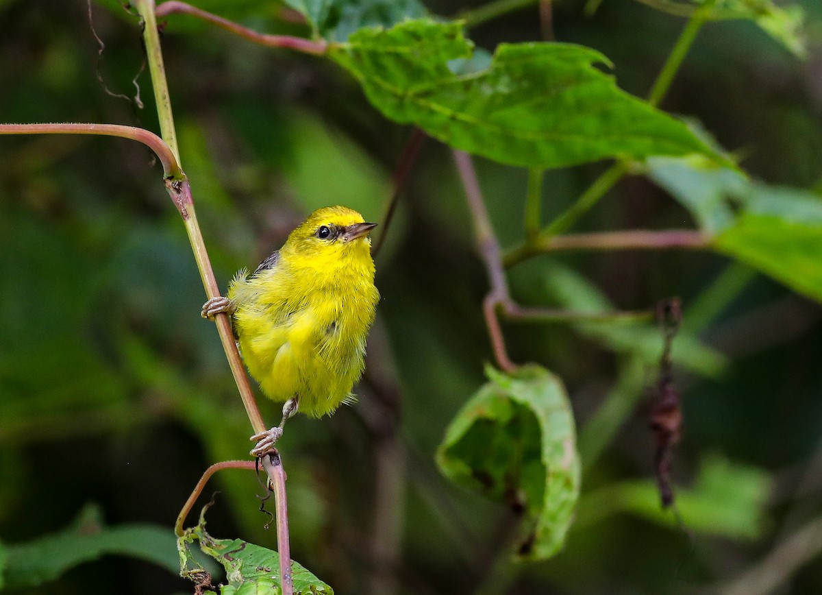 Blue-winged Warbler - ML638287238