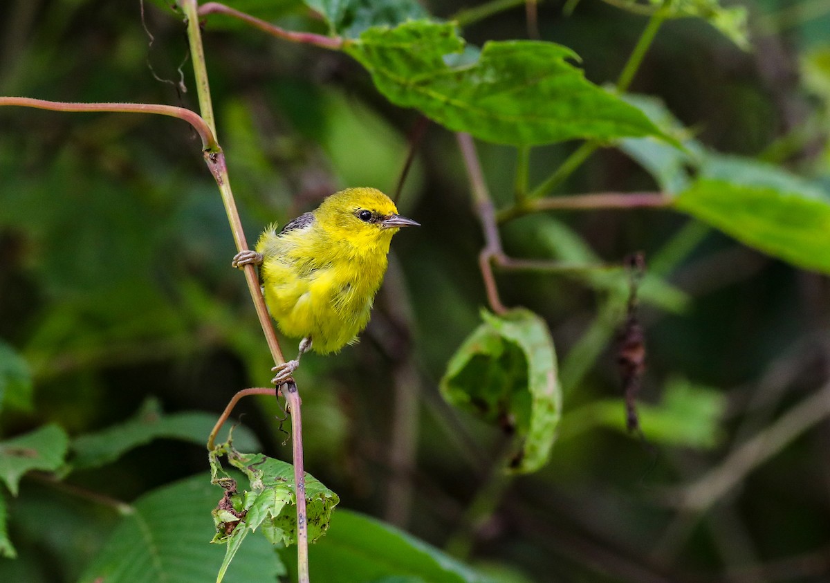 Blue-winged Warbler - ML638287239
