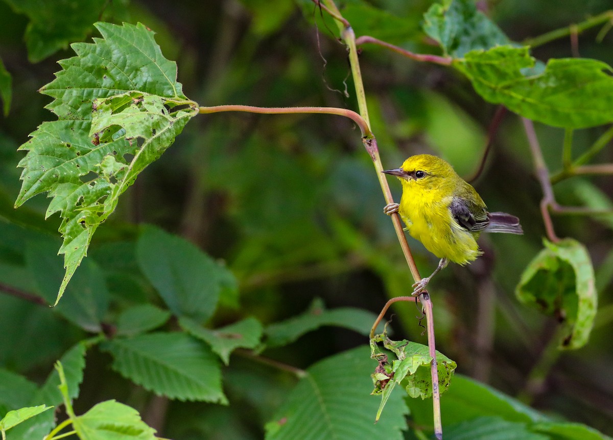 Blue-winged Warbler - ML638287241