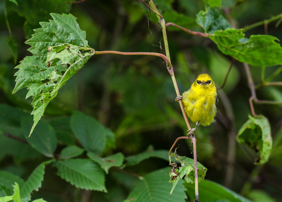 Blue-winged Warbler - ML638287242