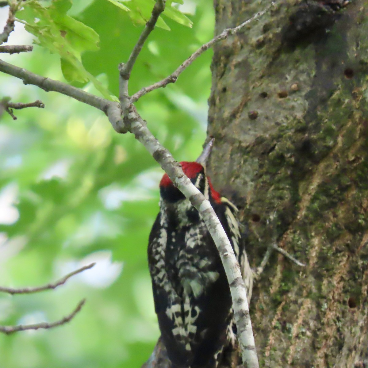 Yellow-bellied Sapsucker - ML638287244