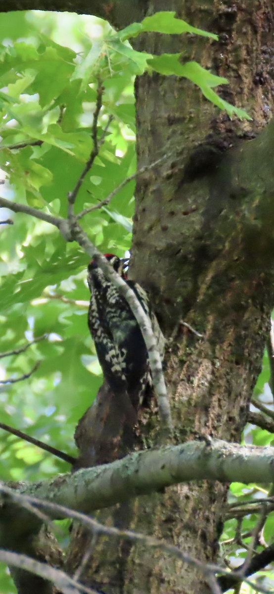 Yellow-bellied Sapsucker - ML638287245