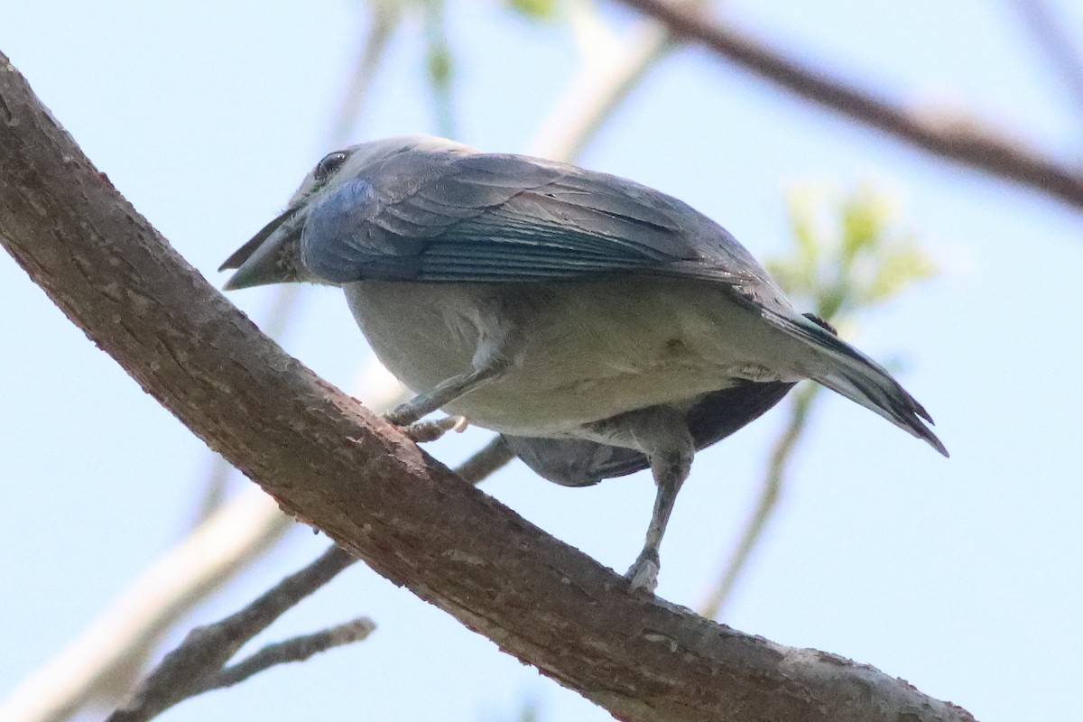 Blue-gray Tanager - ML638287247