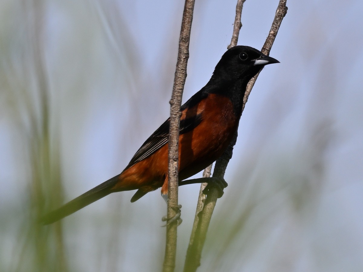 Orchard Oriole - ML638287249