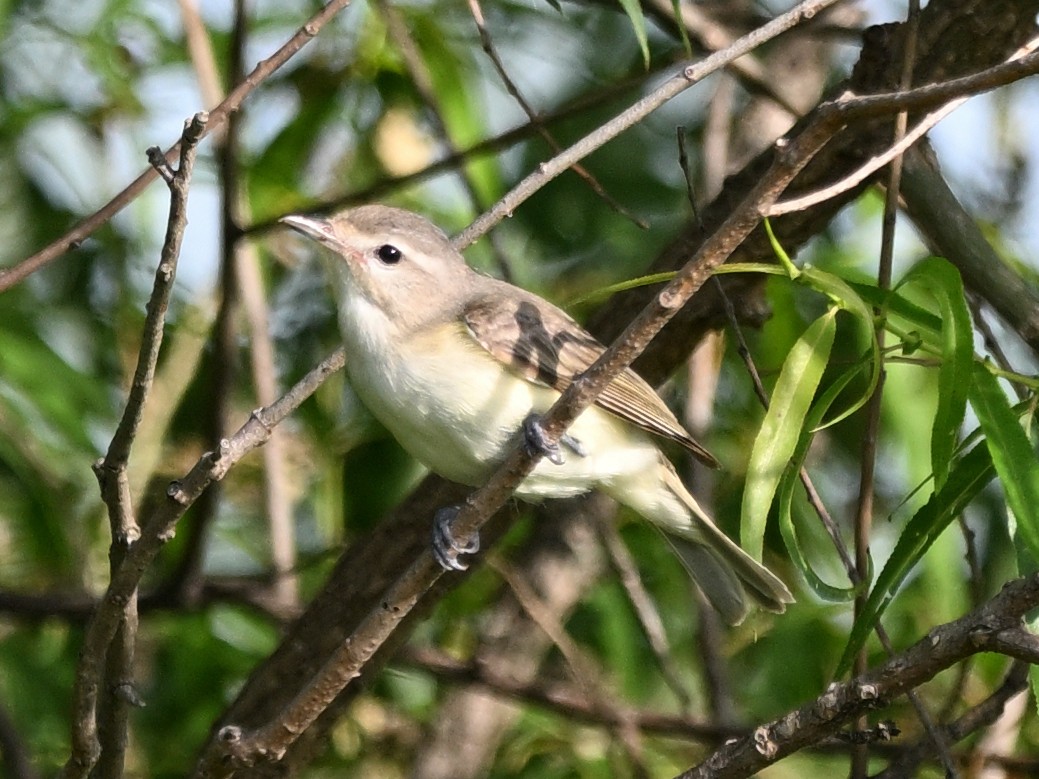 Warbling Vireo - ML638287255
