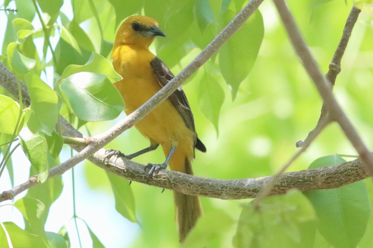 Hooded Oriole (igneus) - ML638287261