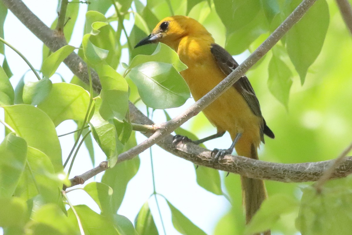 Hooded Oriole (igneus) - ML638287262