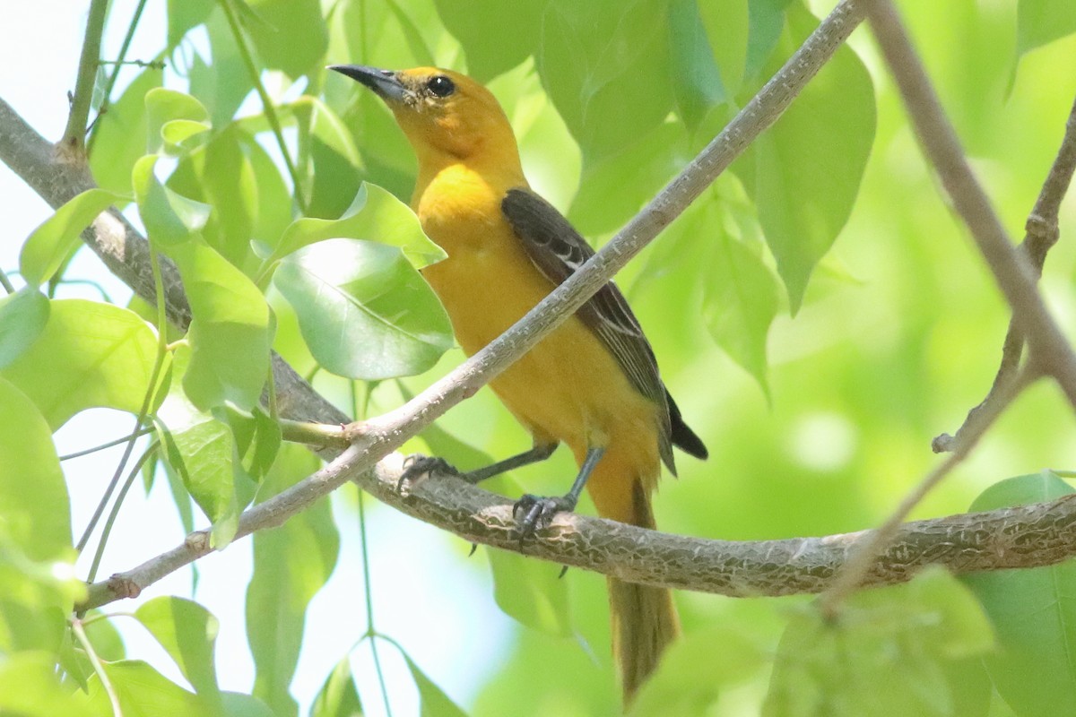 Hooded Oriole (igneus) - ML638287265