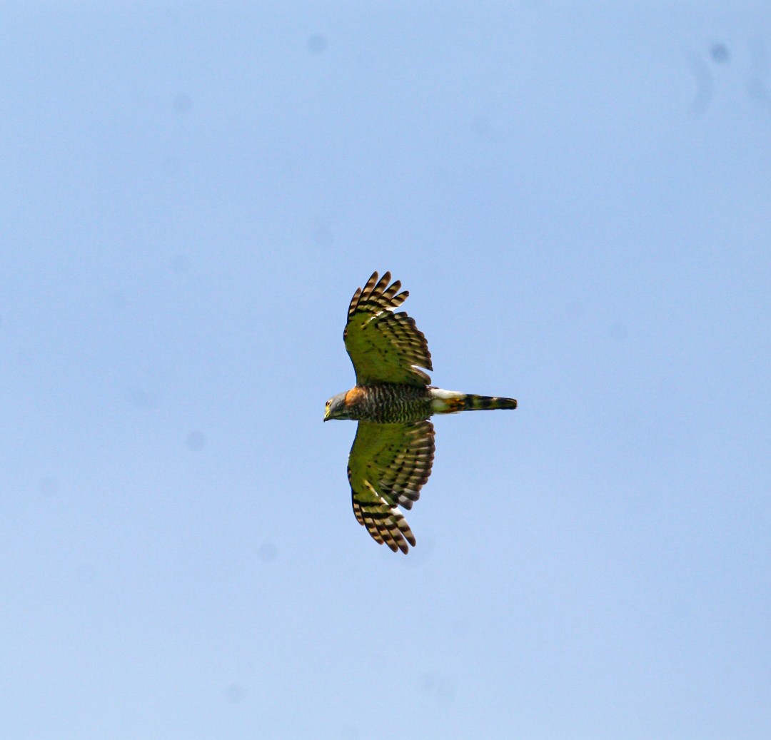 Double-toothed Kite - ML638287269