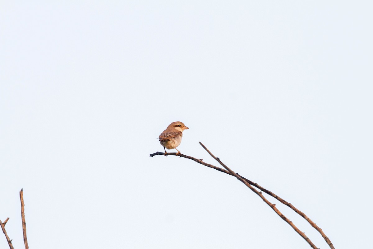 Isabelline Shrike - ML638287271