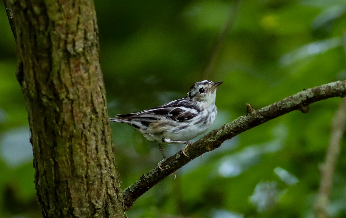 Black-and-white Warbler - ML638287272
