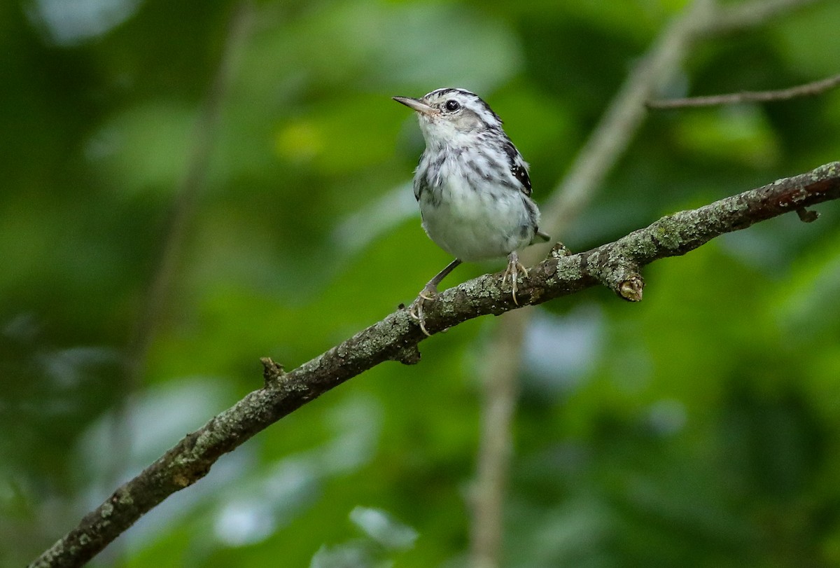 Black-and-white Warbler - ML638287273