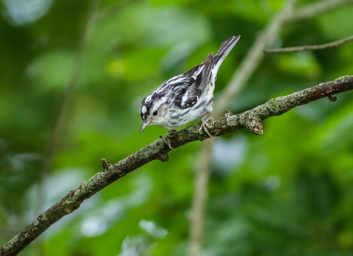 Black-and-white Warbler - ML638287274