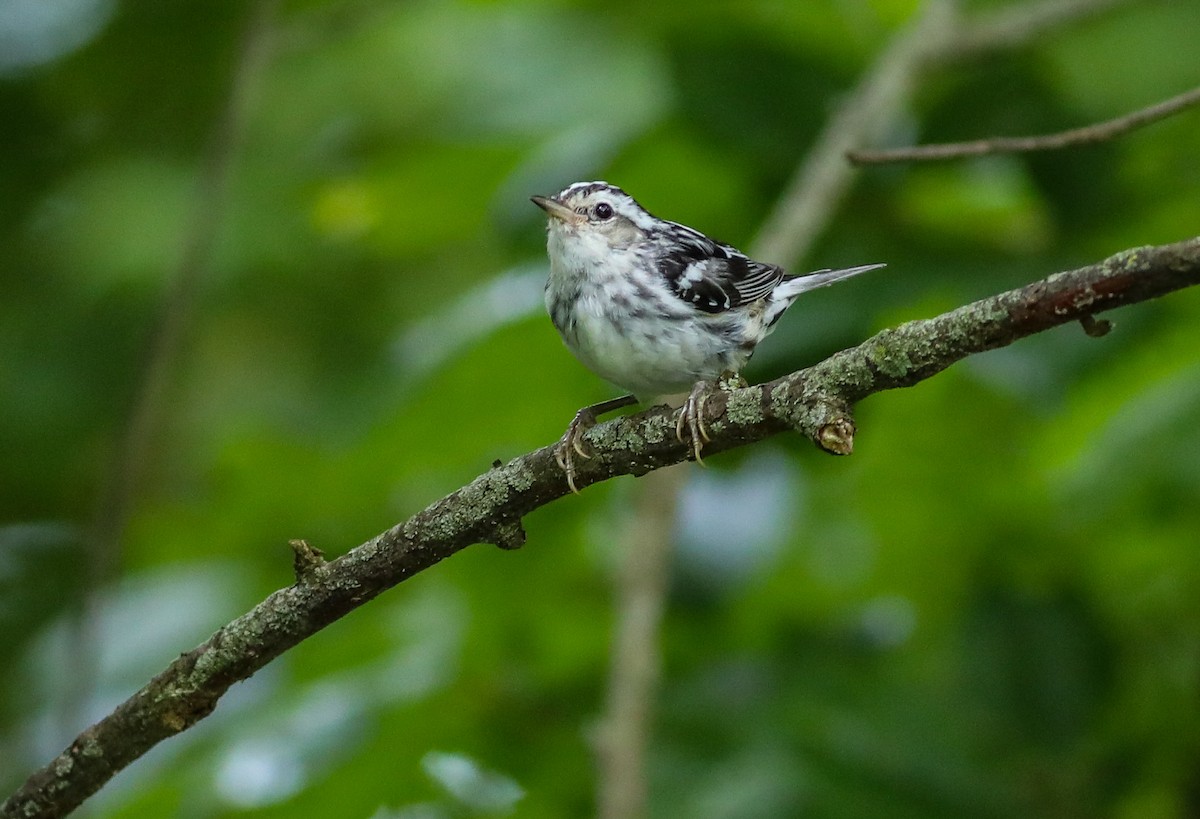 Black-and-white Warbler - ML638287275