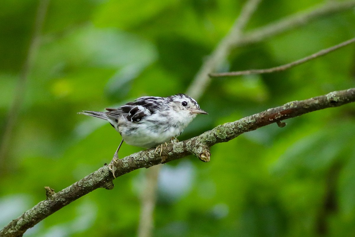 Black-and-white Warbler - ML638287276