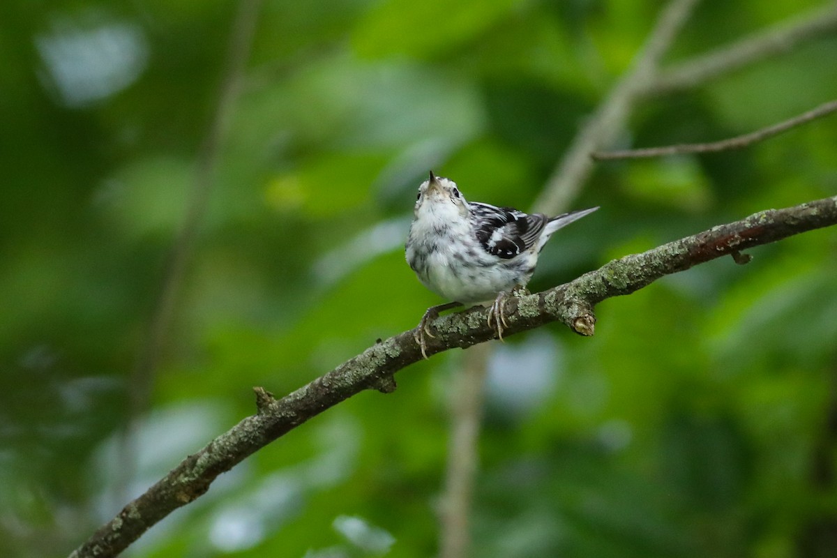 Black-and-white Warbler - ML638287277