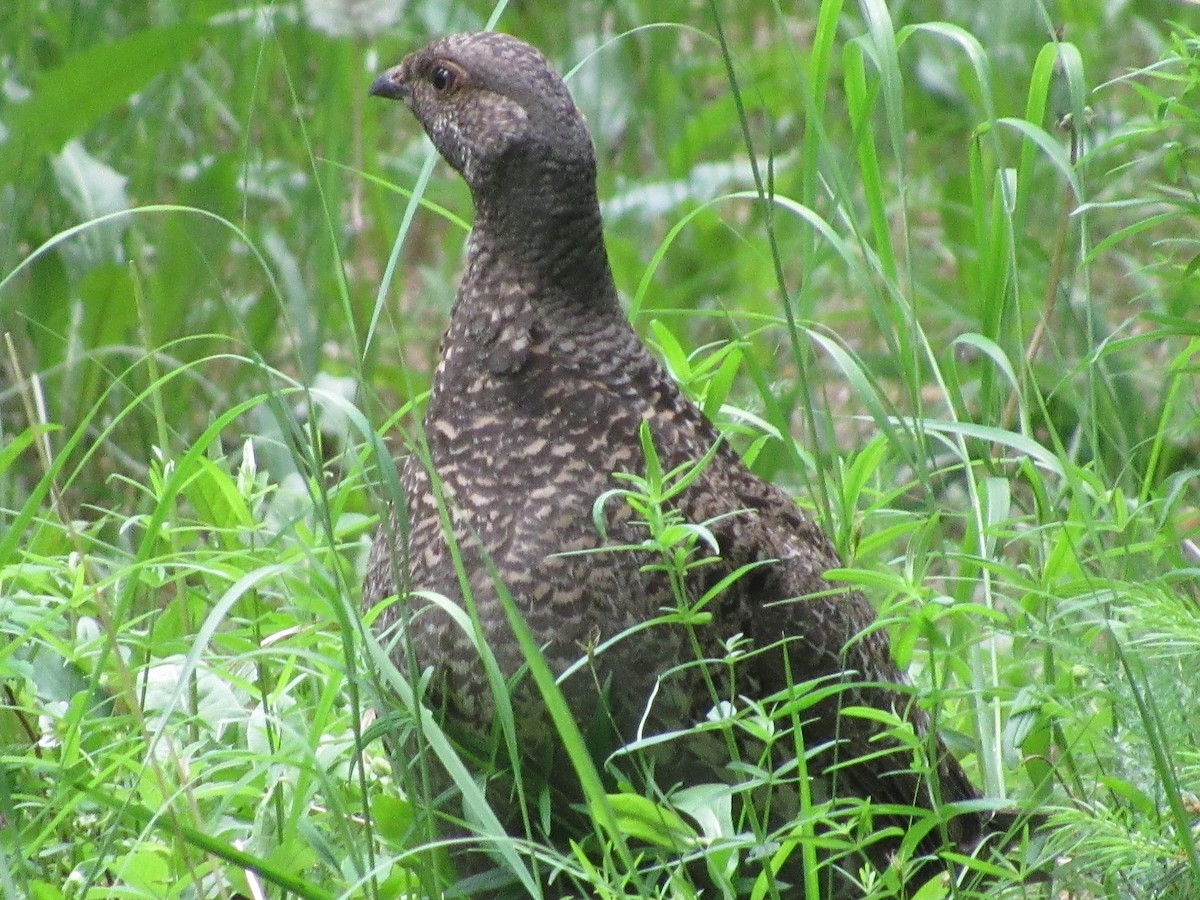 Dusky Grouse - ML638287279