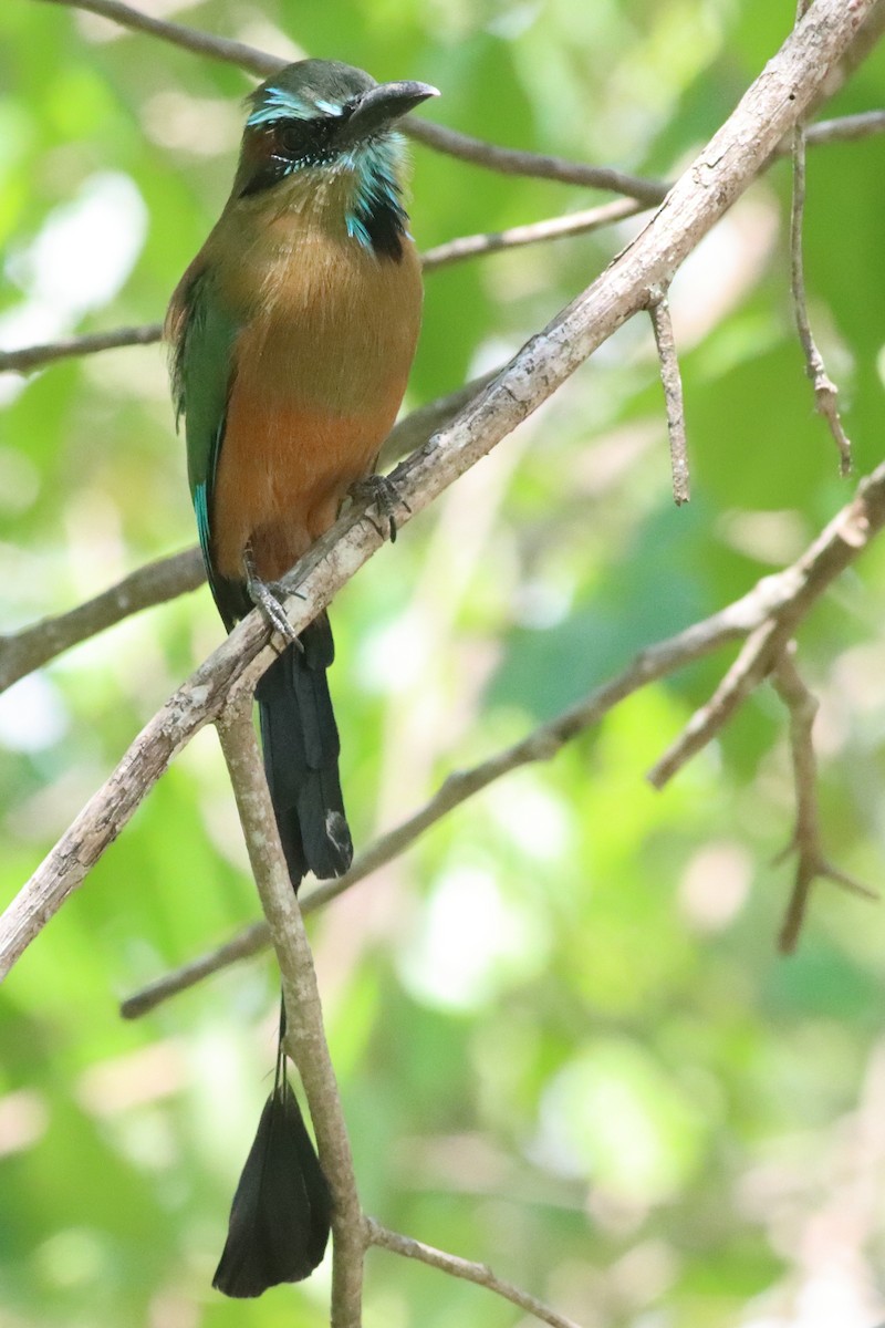 Turquoise-browed Motmot - ML638287280