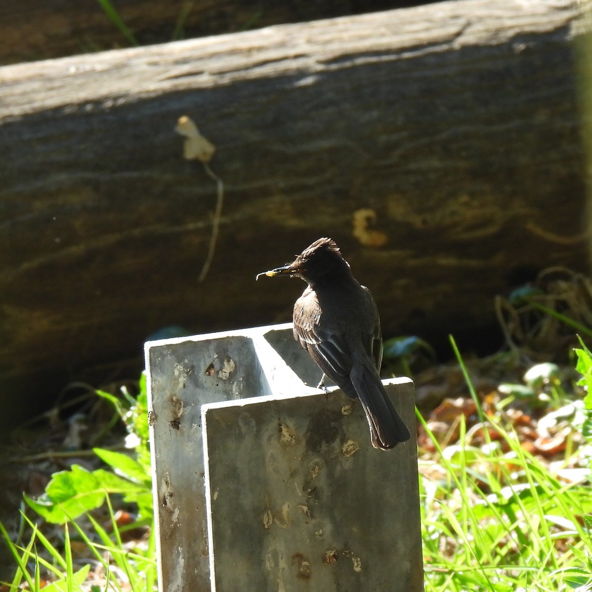 Black Phoebe - ML638287283
