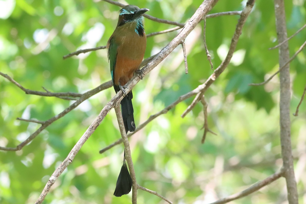Turquoise-browed Motmot - ML638287284